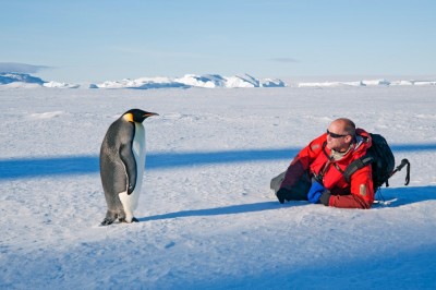 Императорский пингвин и человек на льду