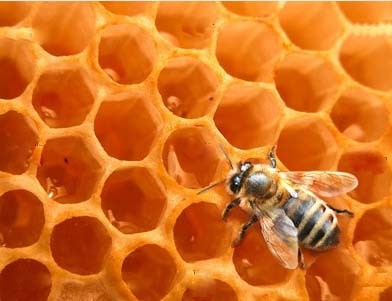 В Евпатории отдыхающих собираются лечить медом