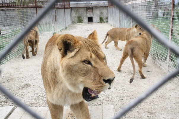 В Крыму откроется единственный в Европе парк львов