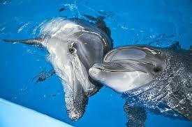 В Евпатории откроется самый большой в Украине дельфинарий