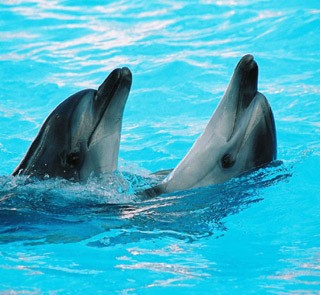 В Евпатории торжественно открылся самый большой в стране дельфинарий
