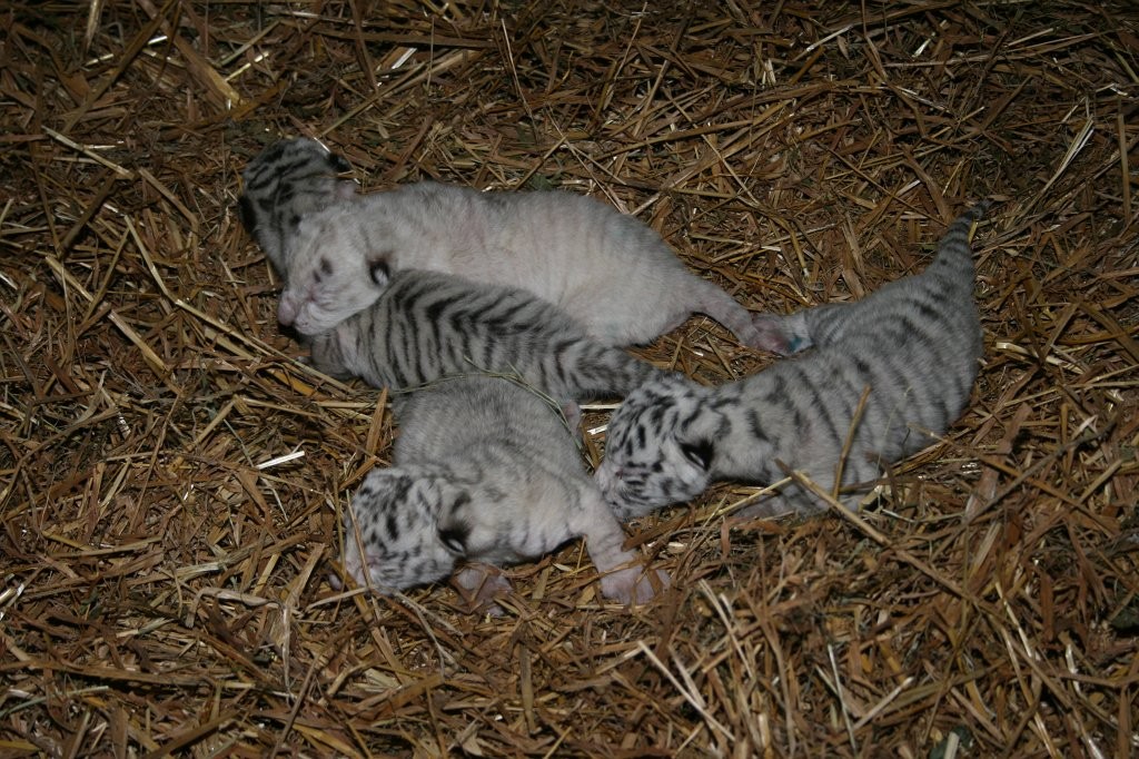 В Крыму родились четыре белых тигренка (ФОТО)