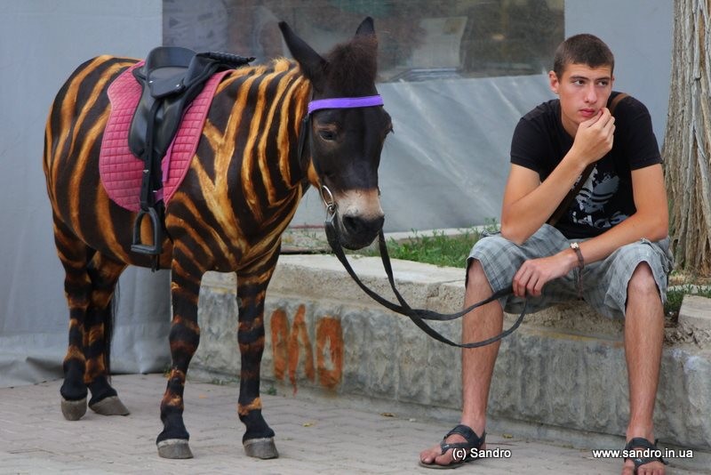 Крымские туроператоры призывают туристов не фотографироваться с животными