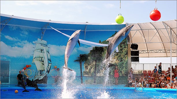 В Крыму появился еще один дельфинарий