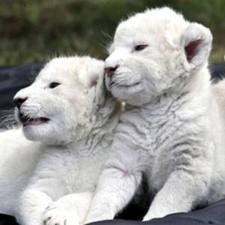 Вскоре посетителям ялтинского зоопарка покажут белых львят