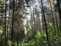 Из-за высокой пожароопасности в Крыму усилена охрана заповедных лесов