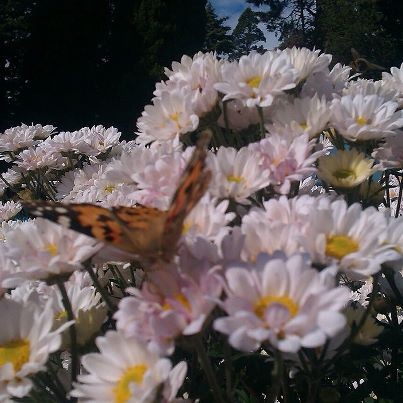 В Никитском ботаническом саду открылся бал хризантем