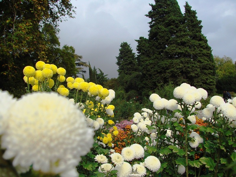 Бал хризантем в Никитском ботаническом саду <br />Фото © Ольга Амарандо