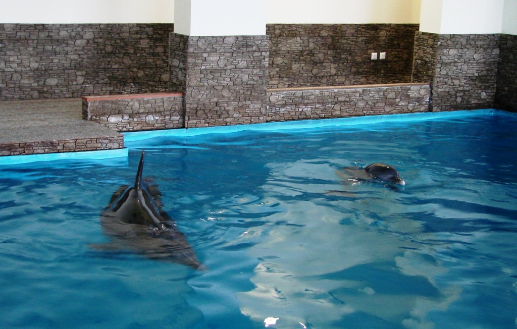 Открытие Центра дельфинотерапии в Ялте (фото)