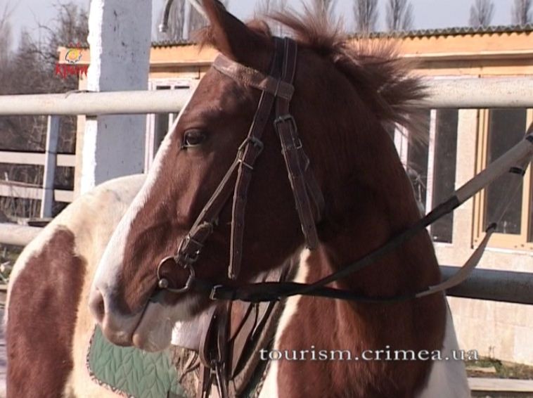 В Крыму конный туризм привлекателен в любое время года (видео)