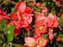 Туристы увидят в Никите цветение редких растений