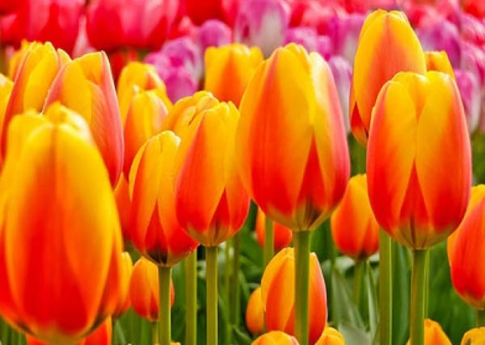«Парад тюльпанов» в Никитском ботаническом саду (видео)