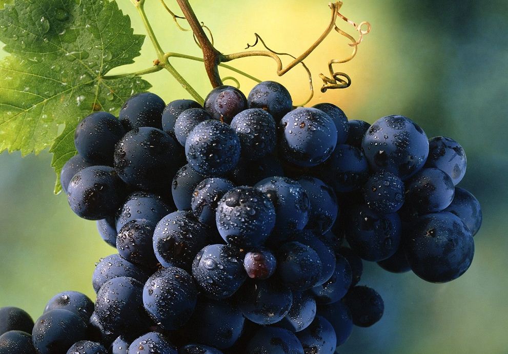 В Сакском районе туристов привлекают виноградными экскурсиями