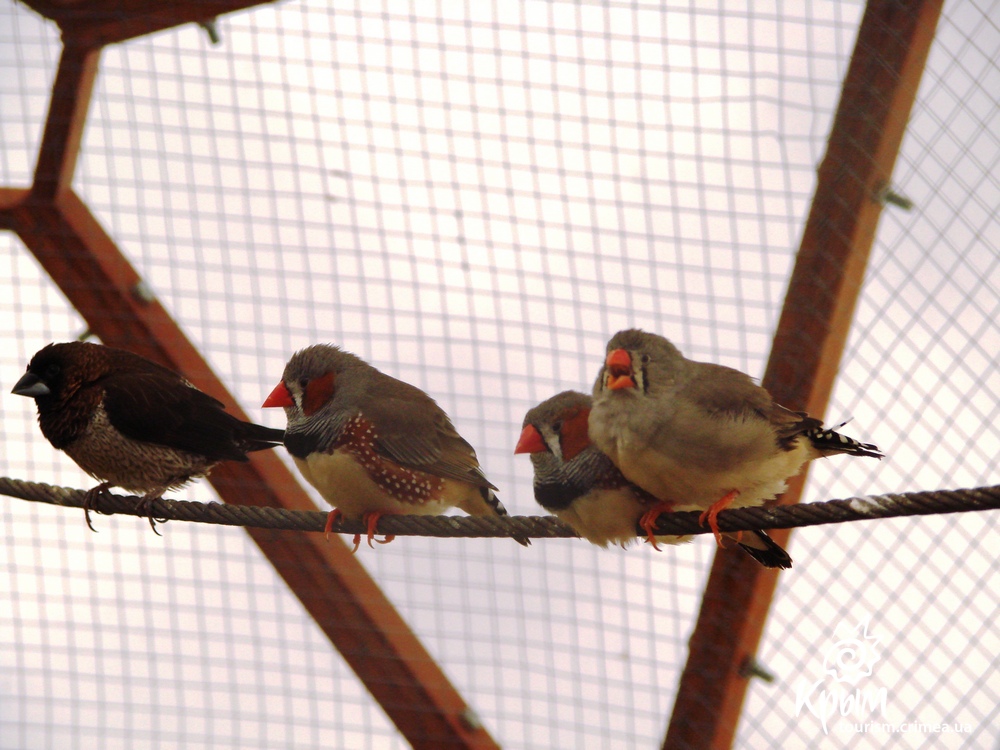 В динотерии Коктебеля живет 110 видов редких птиц (фото)
