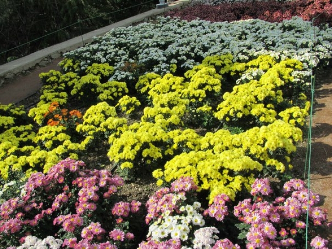 В Никитском ботаническом саду открылся «Бал хризантем» (фото)